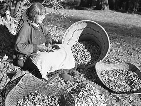 A woman processing acorns. Courtesy of the Yosemite National Park Archives, Museum, and Library: Ta-buce, Maggie Howard, hulling acorns (RL_01957).